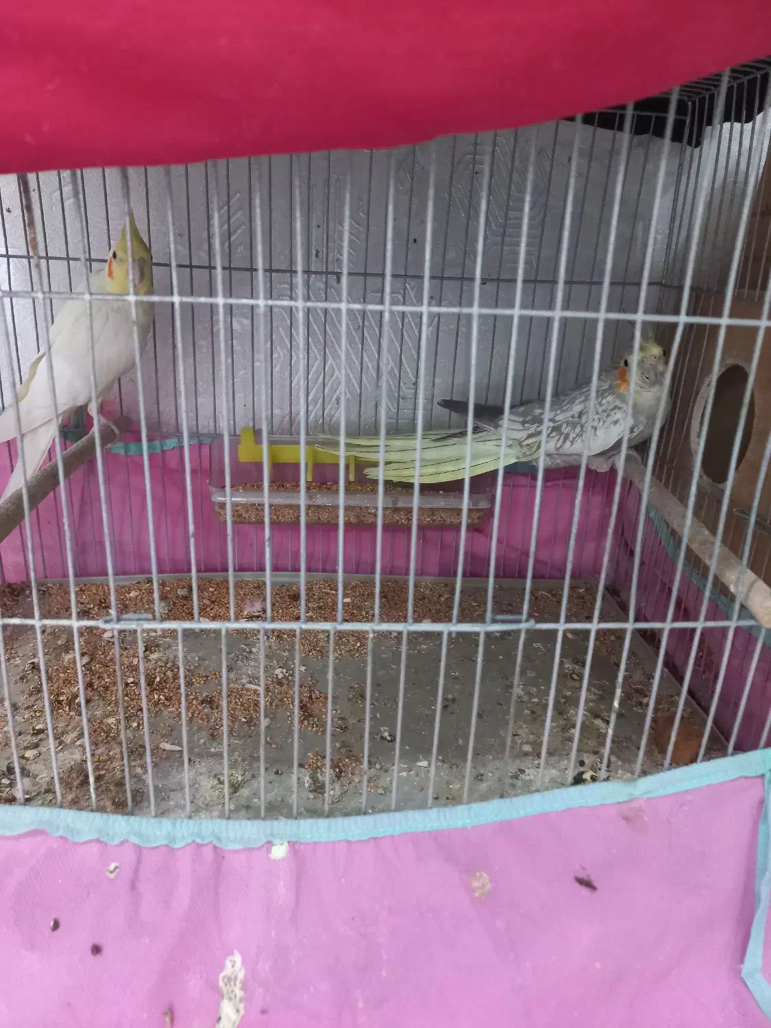 عروس هلندی|پرنده|مسجد سلیمان, |دیوار