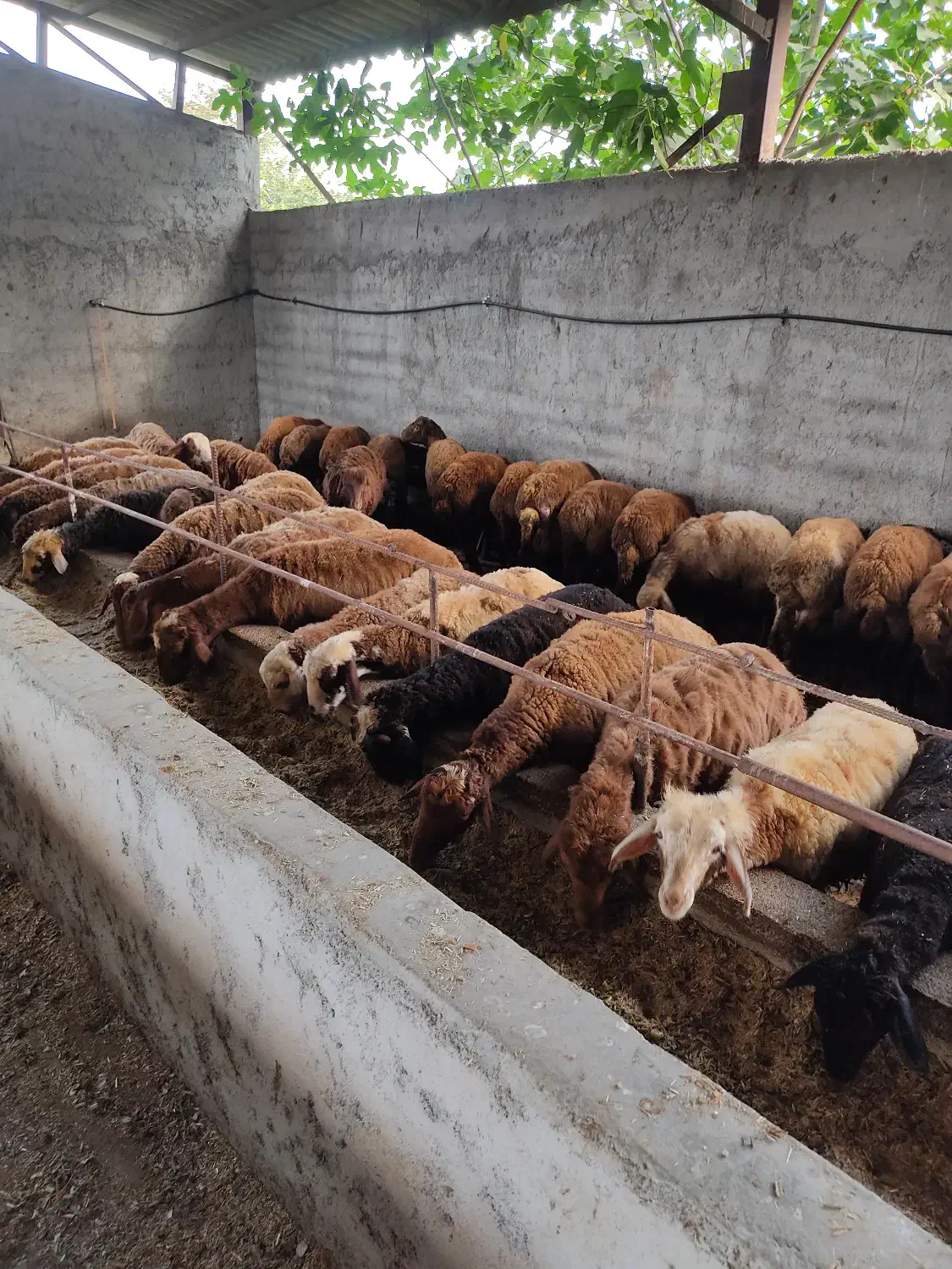 فروش گوسفندبره پرواری درجه یک بالای ۶۰ کیلو|حیوانات مزرعه|قائم‌شهر, |دیوار