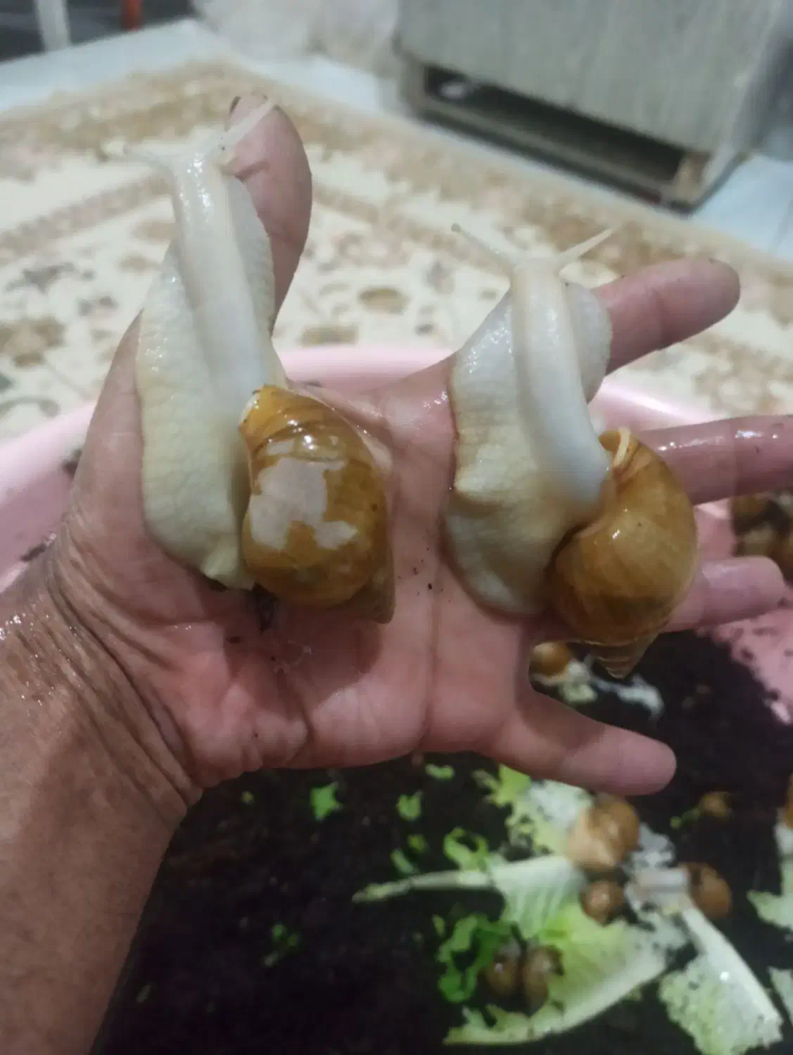 هلزون باکس|خزنده|تبریز, |دیوار