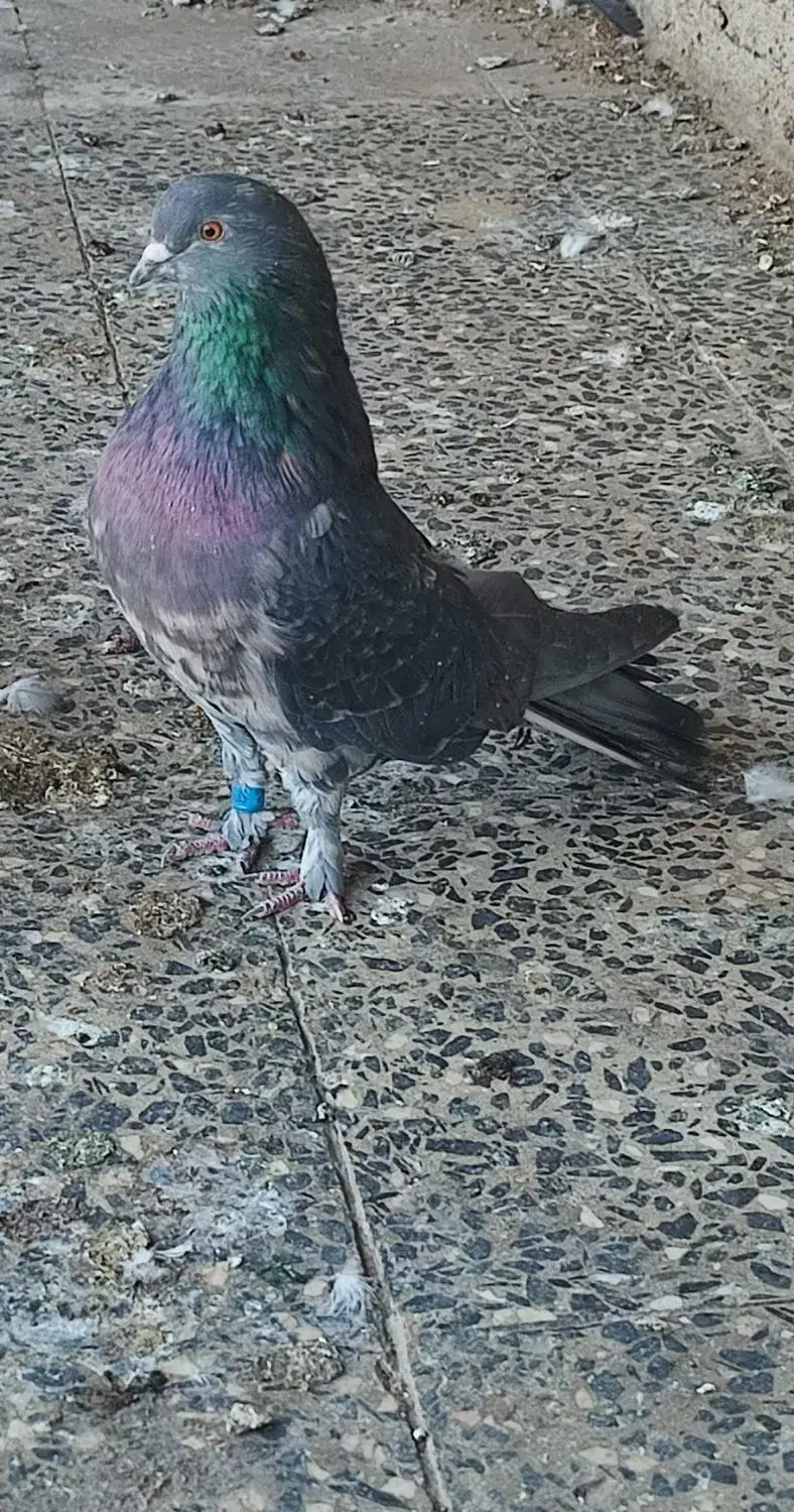 نر سرور قیمت یک میلیون تخفیف پای معامله|پرنده|زیباشهر, |دیوار