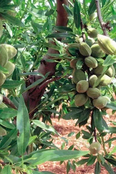 تولید نهال بادام فرانیس پایه تلخ|خدمات باغبانی و درختکاری|بروجرد, |دیوار