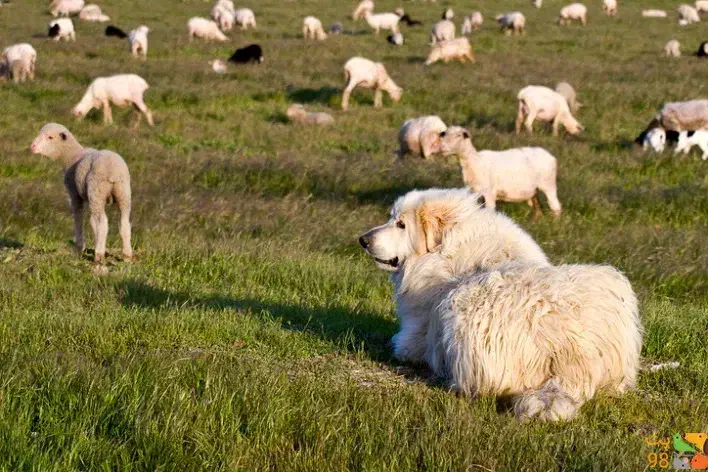 سگ گله|سگ|بندرعباس, |دیوار