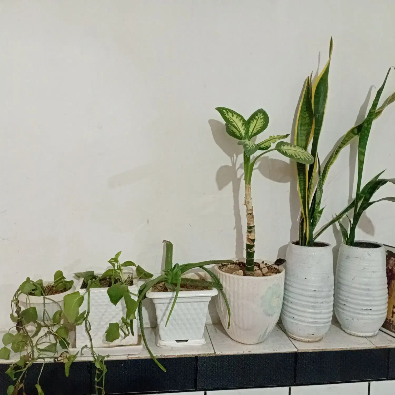 همه گل ها باگلدون ۱۵۰۰|گل و گیاه طبیعی|دزفول, |دیوار