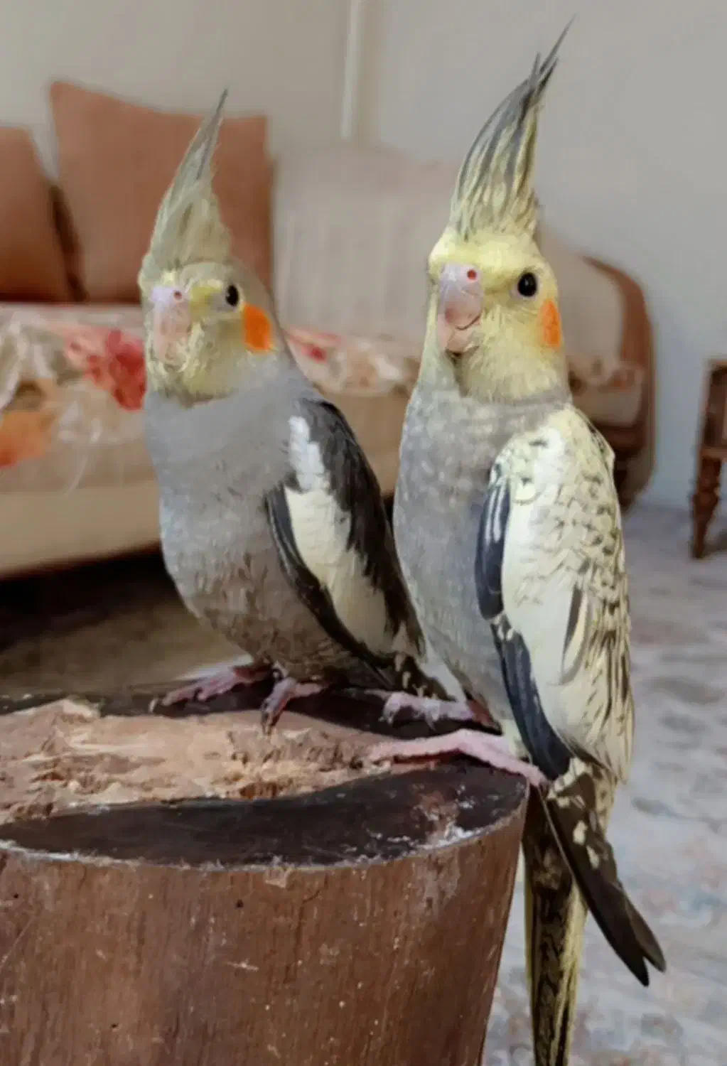 عروس هلندی|پرنده|تهران, جابری|دیوار