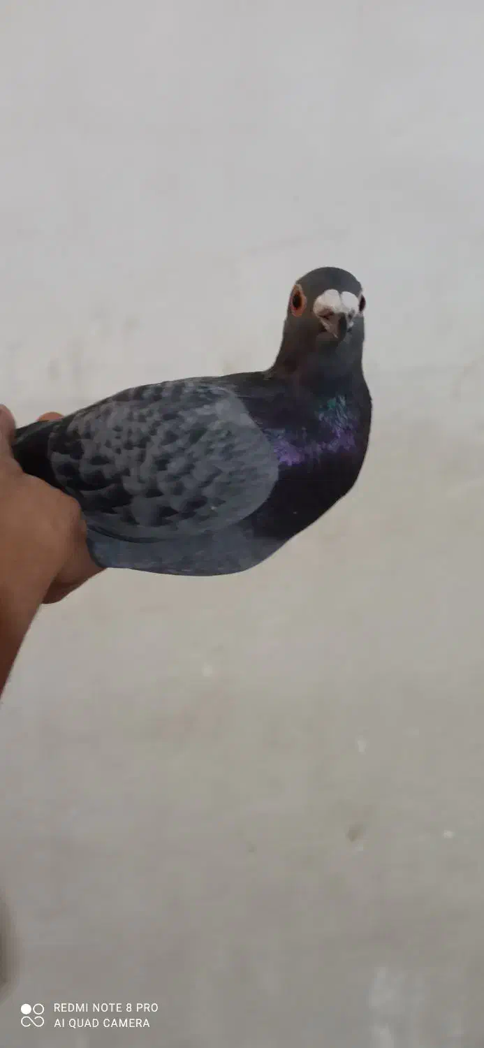 فروشی|پرنده|ایرانشهر, |دیوار