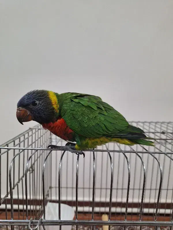 طوطی لوریکیت|پرنده|تهران, باشگاه نفت|دیوار