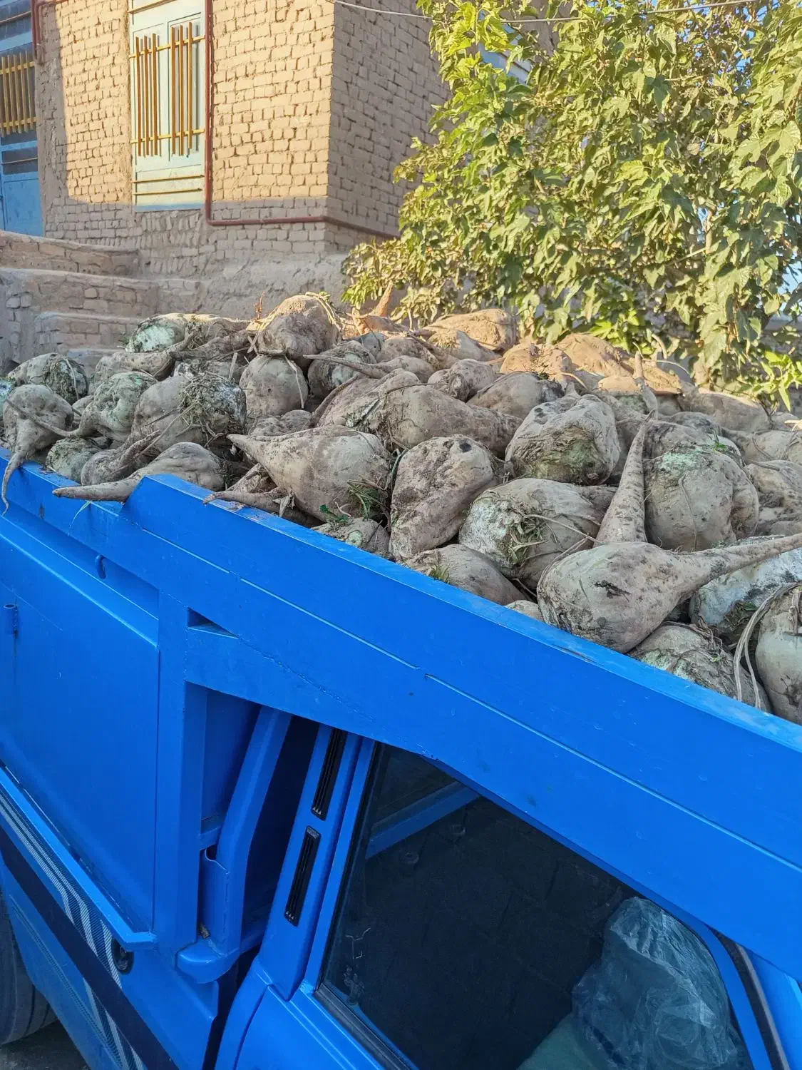 چغندر|خدمات باغبانی و درختکاری|نیشابور, شریعتی|دیوار