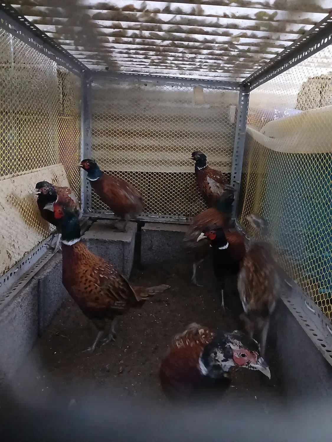 مرغ و خروس آمریکایی نیمچه تا بالغ|حیوانات مزرعه|رودسر, |دیوار