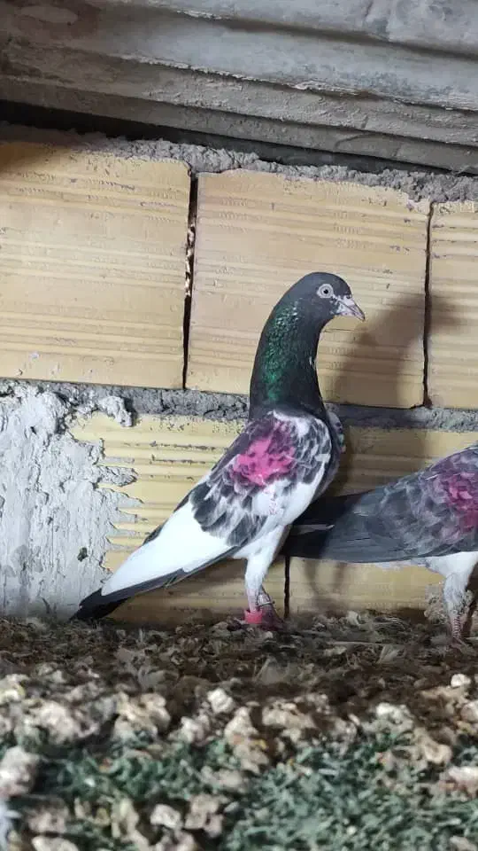 تیدی پرشی درجه یک|پرنده|چمران, |دیوار