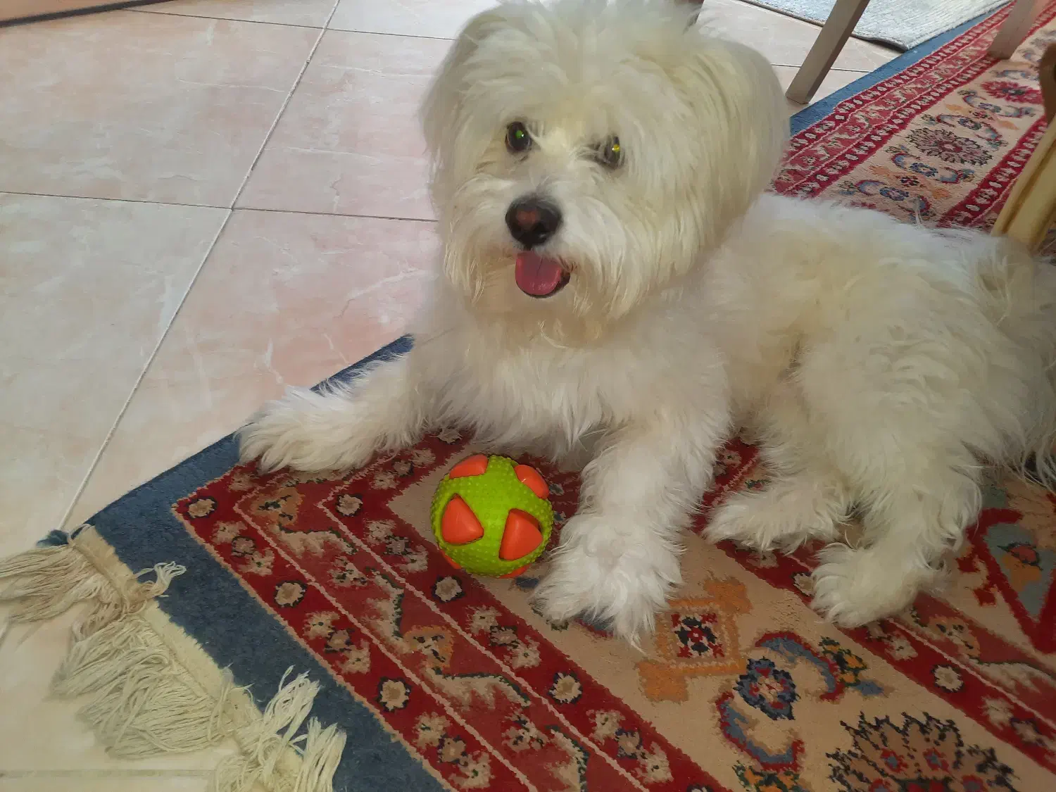 حیوانات خانگی  سگ|سگ|اصفهان, مسجد مصلی|دیوار