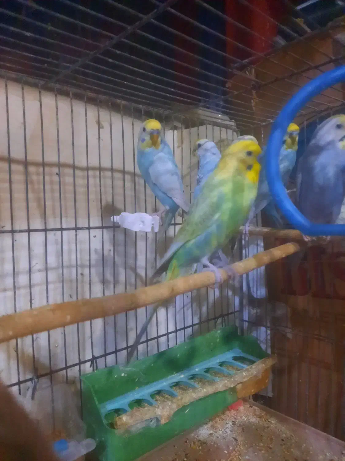 مرغ عشق رنگین کمانی|پرنده|تهران, امام حسین|دیوار