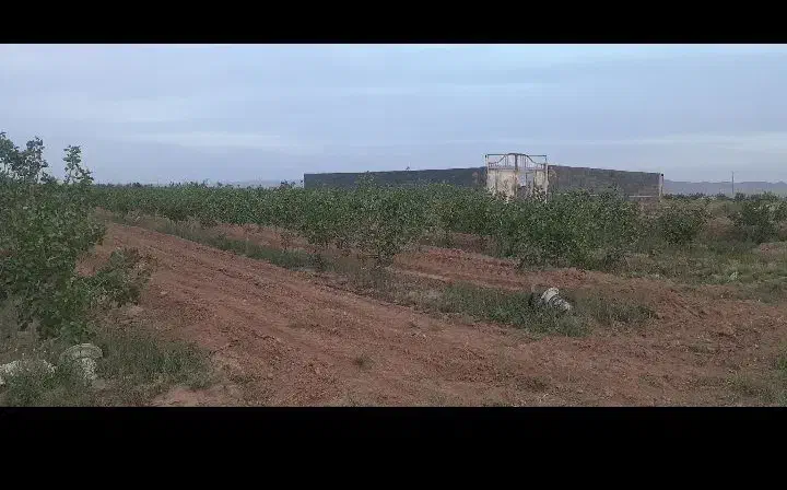 فروش باغ پسته در جنب راه آهن سلطان آباد|فروش خانه و ویلا|خوشاب, |دیوار