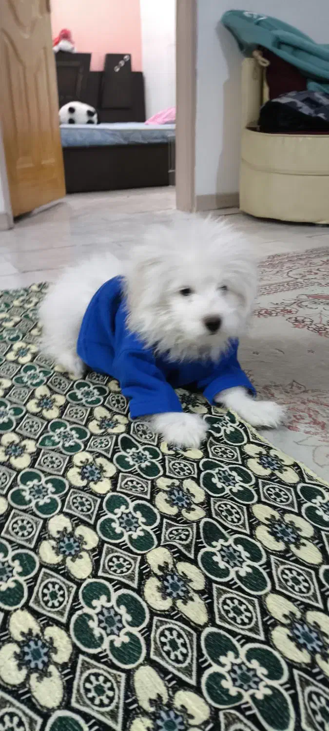 شیتزو|سگ|اسلامشهر, شهرک سالور|دیوار