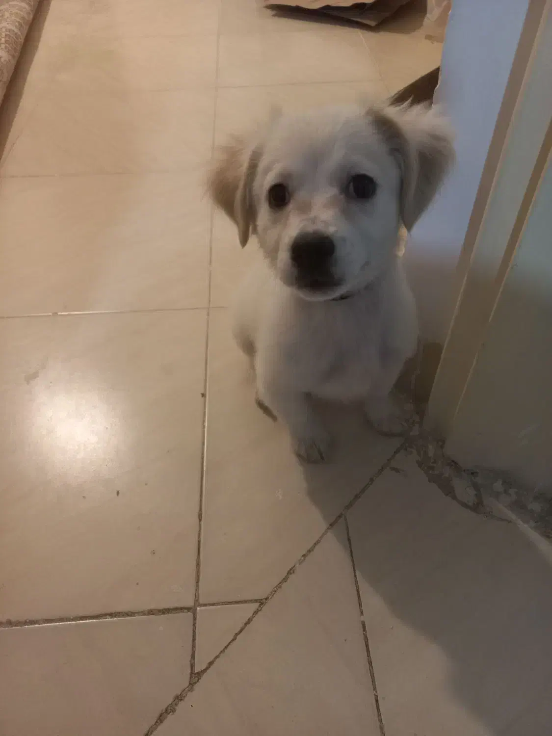 واگذاری سگ پامر اشپیتز|سگ|کهریزک, |دیوار