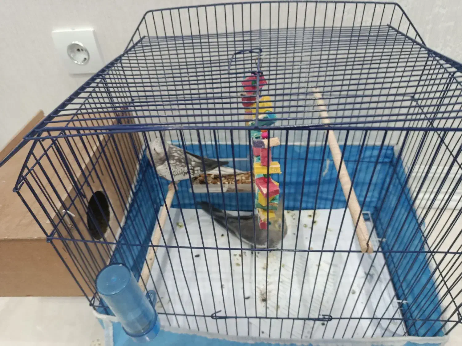 یک جفت عروس هلندی خوشگل|پرنده|اهواز, کوی سعدی|دیوار