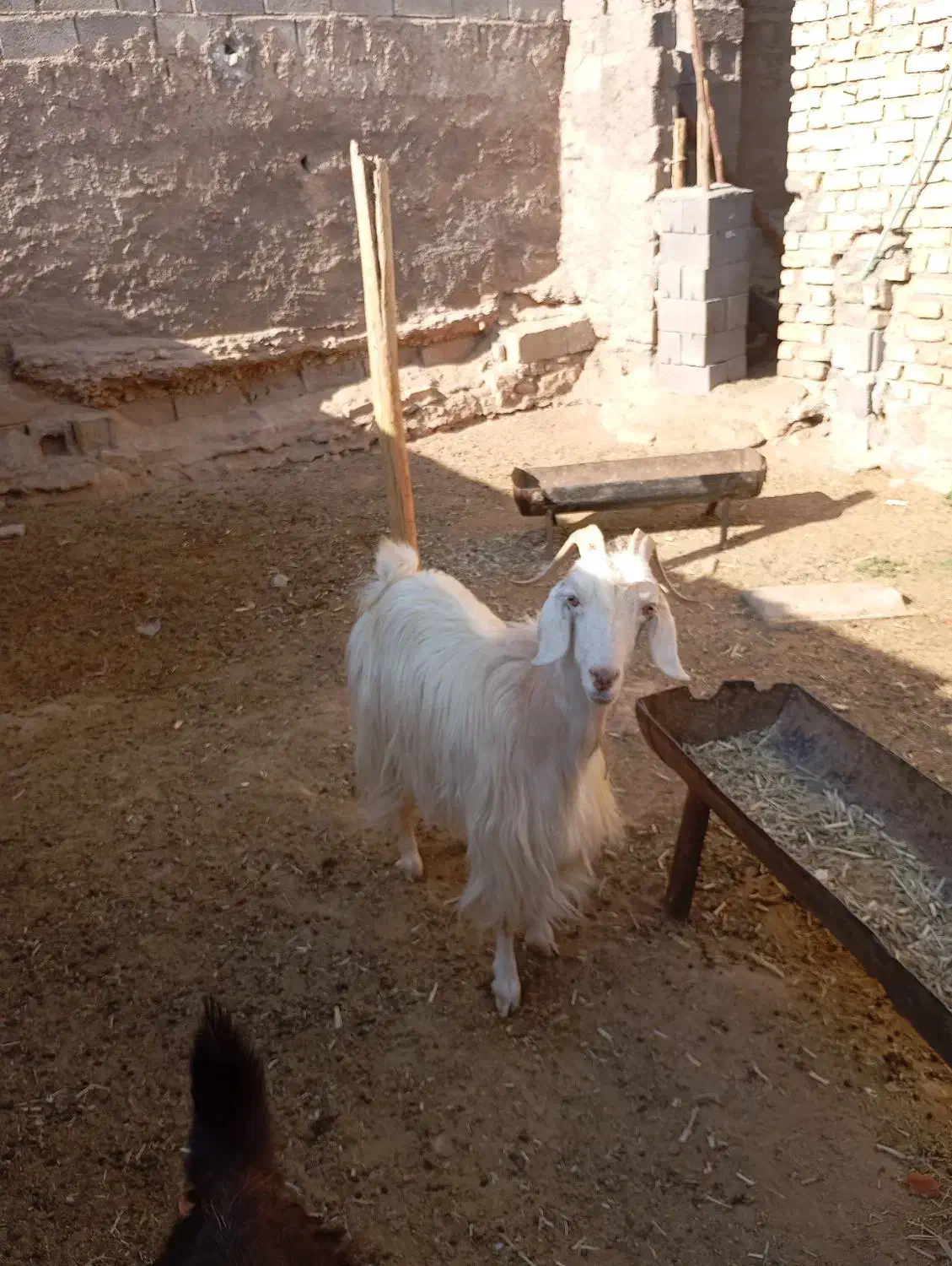 بز چاق|حیوانات مزرعه|فسارود, |دیوار