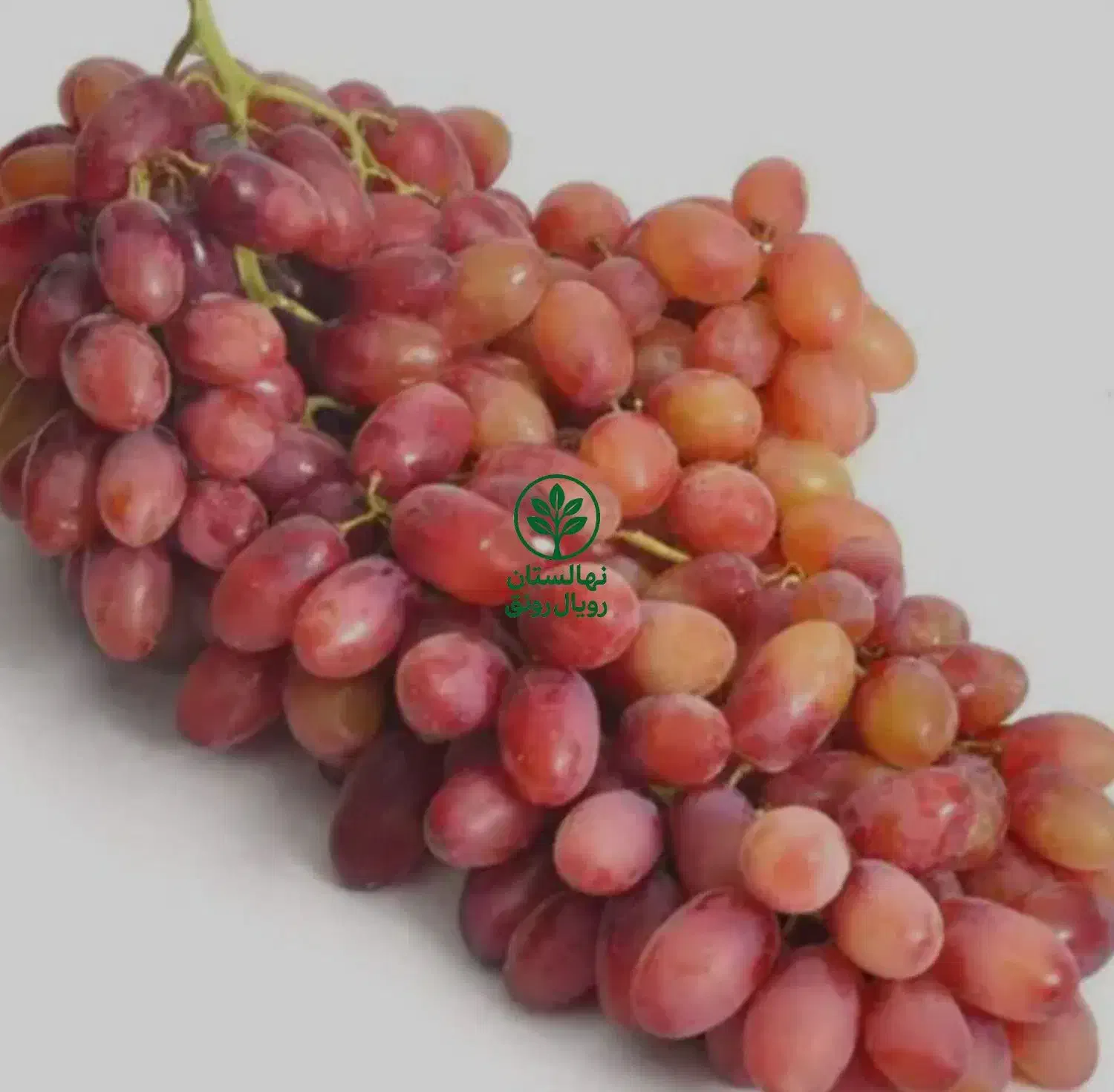 نهال های اصلاحشده و باکیفیت|خدمات باغبانی و درختکاری|فرخشهر, |دیوار