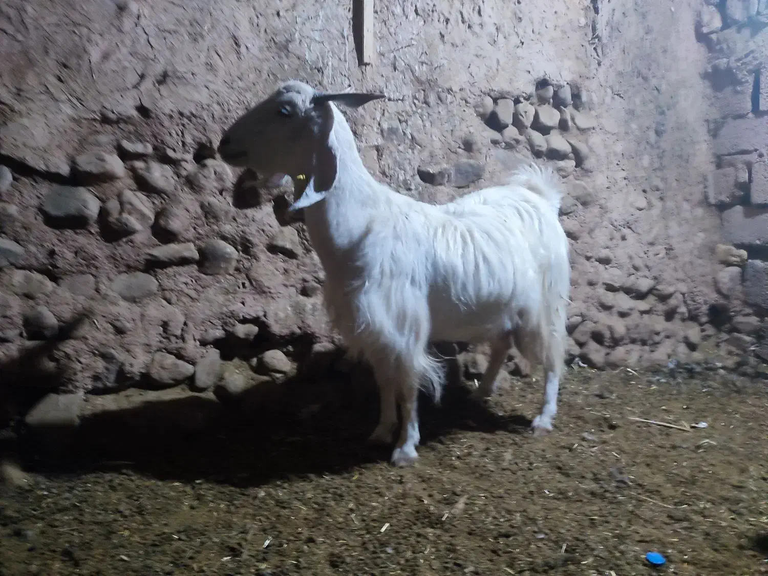 2عدد بز دو دو رگ پاکستانی|حیوانات مزرعه|ماهان, |دیوار