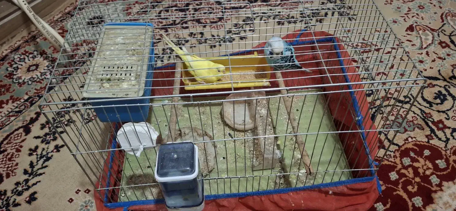 شوشتر|پرنده|شوشتر, |دیوار