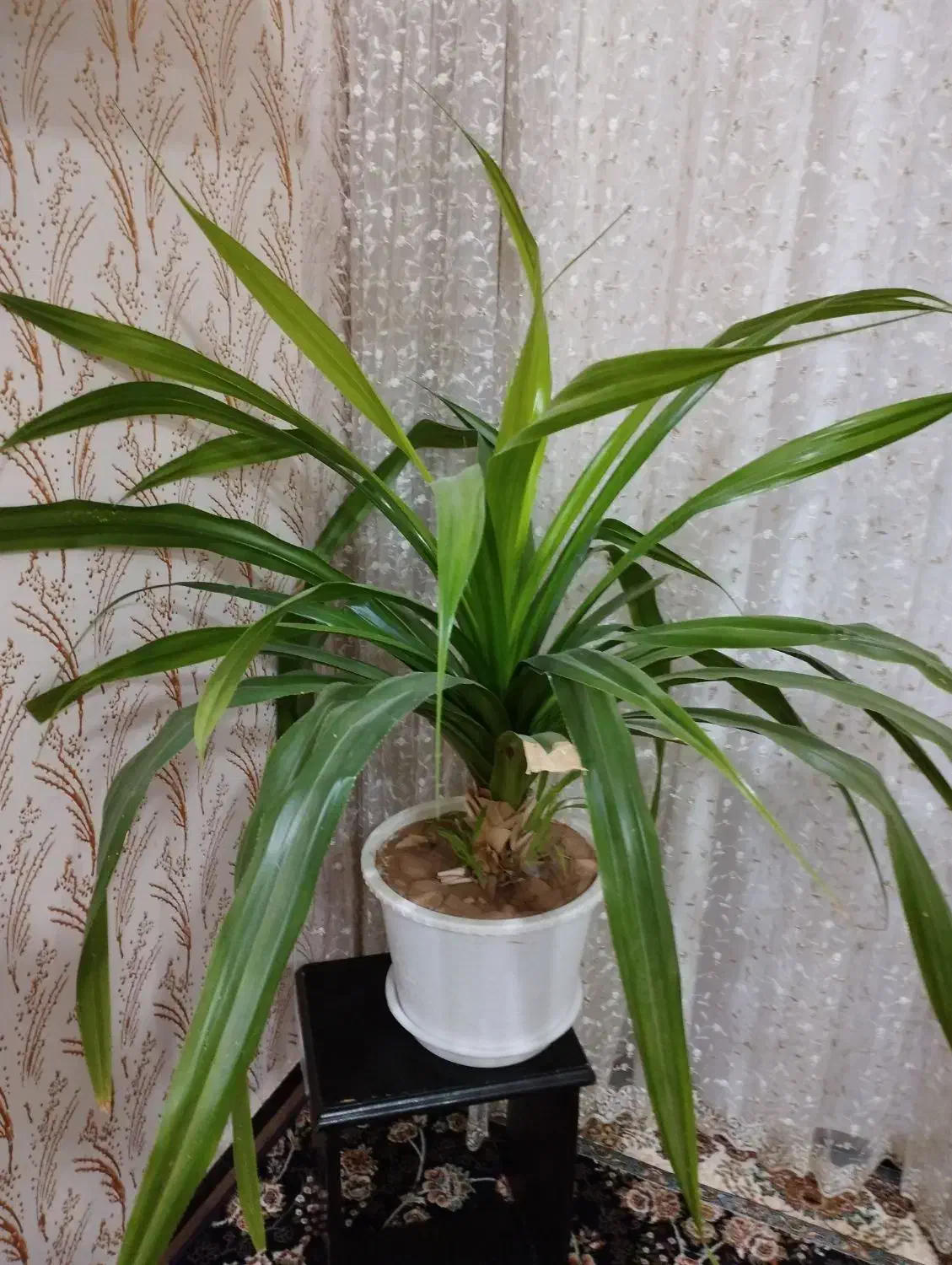 گل.|گل و گیاه طبیعی|بروجن, |دیوار