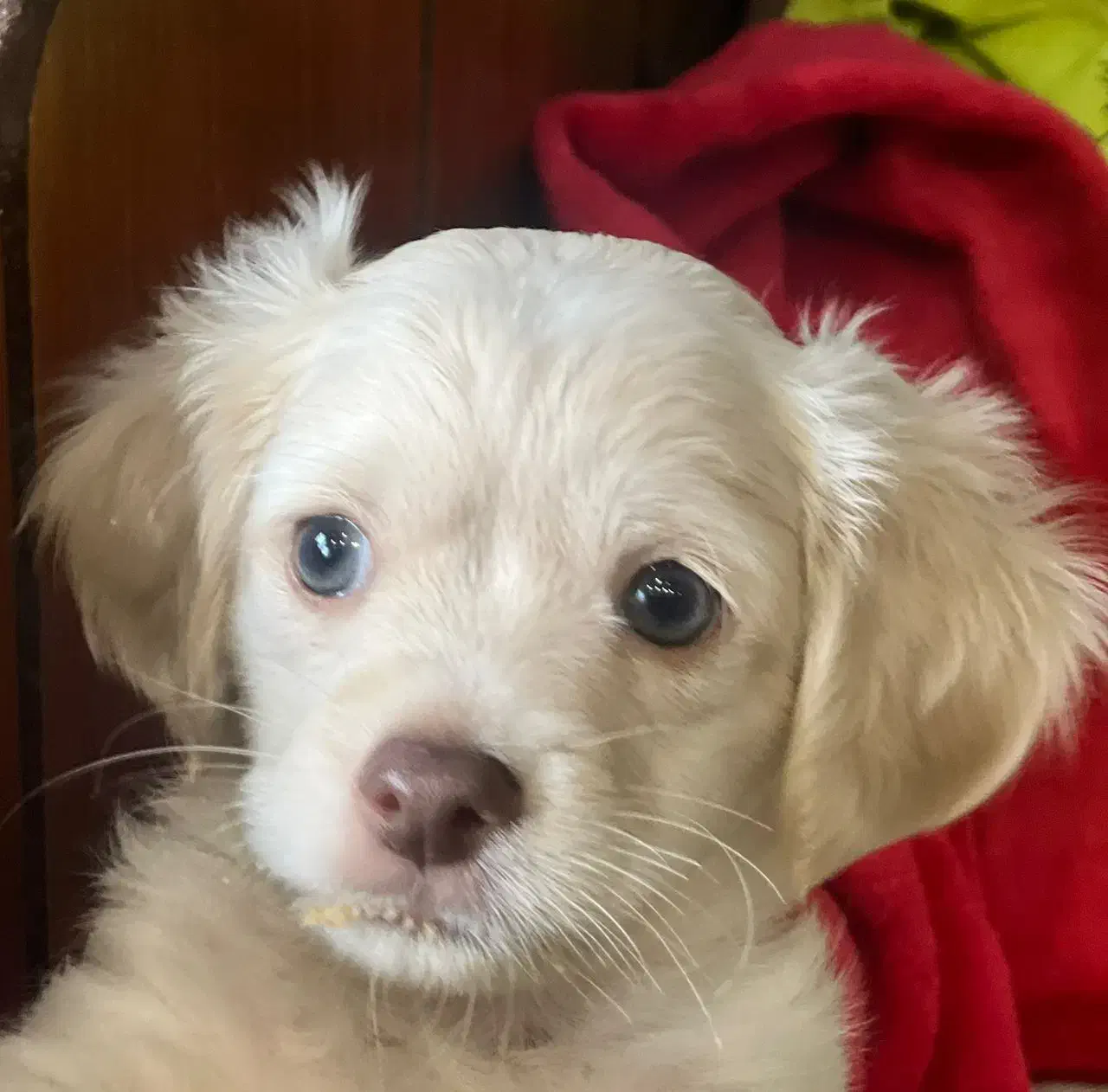 توله سگ پودل کراس|سگ|مشهد, هنرستان|دیوار