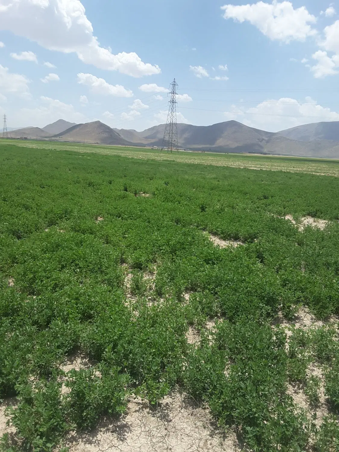 یونجه|عمده‌فروشی|لنجان, |دیوار