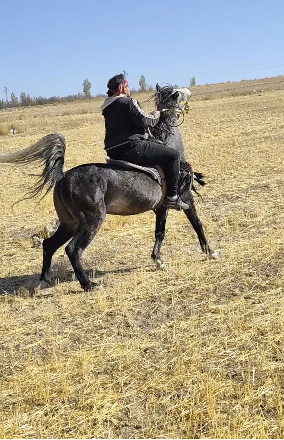 اسب نریان|اسب و تجهیزات اسبسواری|مراغه, |دیوار