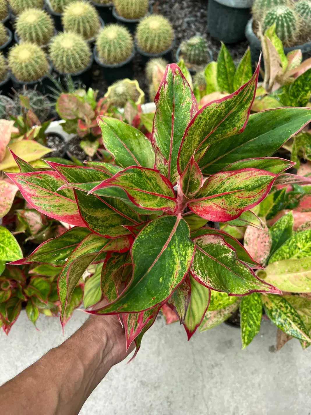 آگلونما پینک لیدی|گل و گیاه طبیعی|رشت, بیجارپس|دیوار