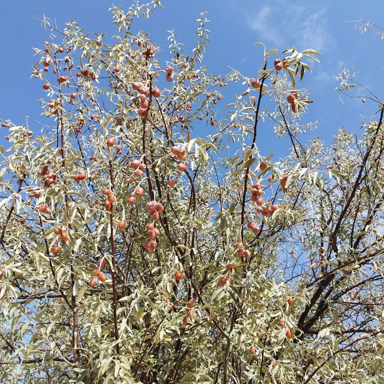سنجد تازه|خوردنی و آشامیدنی|شاهین دژ, |دیوار