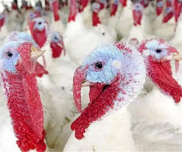 جوجه بوقلمون بیوتی ۶ درجه یک صادراتی فوق سنگین|حیوانات مزرعه|فاضل آباد, |دیوار