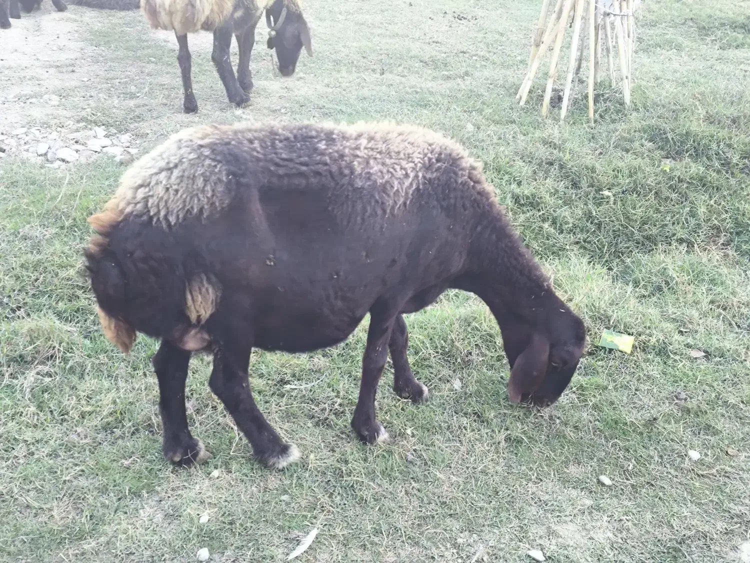 گوسفند ماده باردار|حیوانات مزرعه|گمیشان, |دیوار