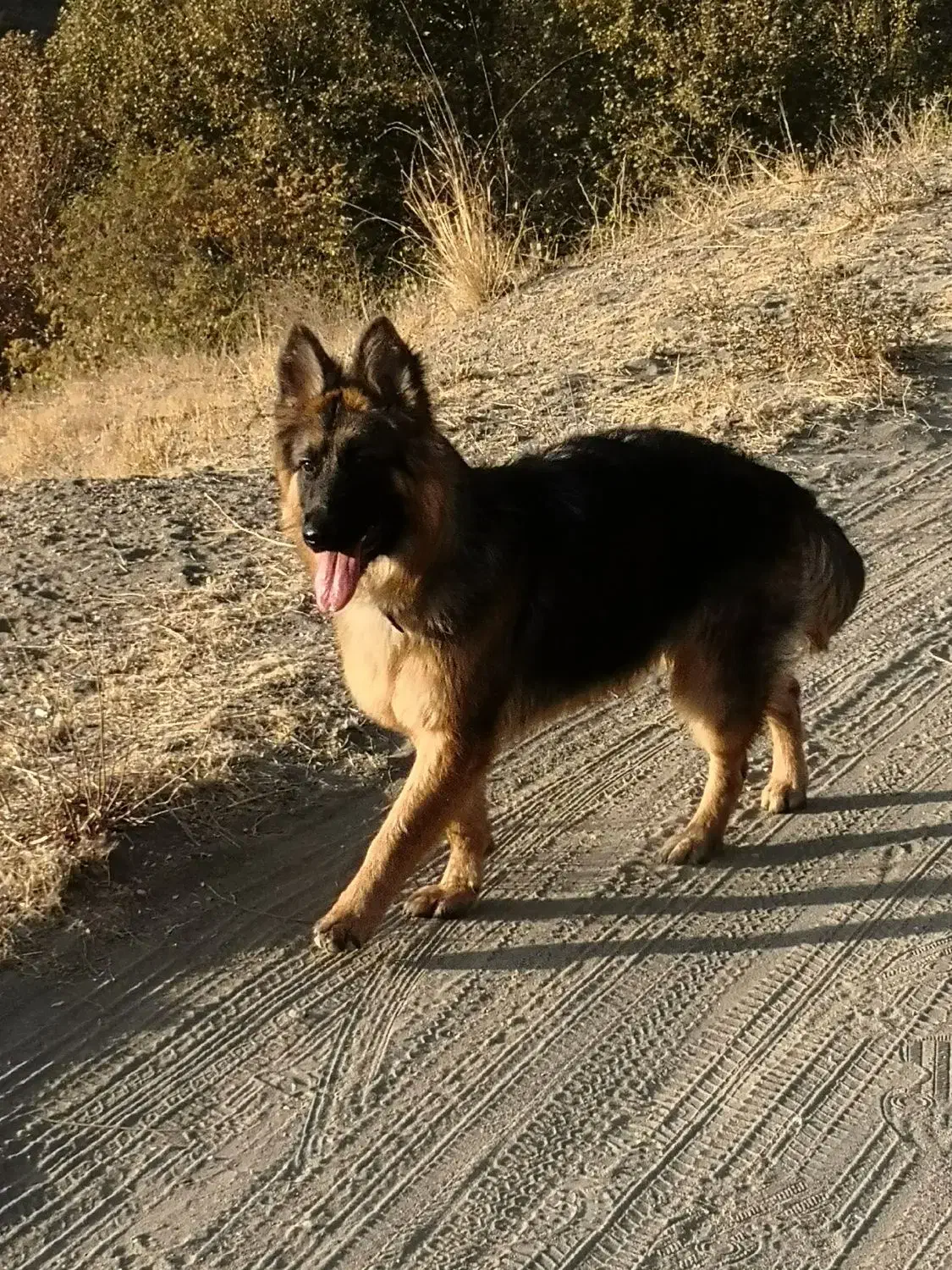 سگ ژرمن|سگ|کرج, گوهردشت|دیوار