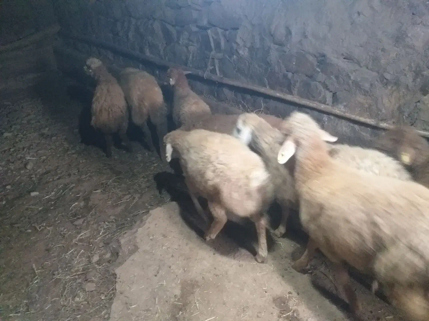 تعداد ۱۲ عدد بره نر برای نگهداری خیلی خوب هستن|حیوانات مزرعه|آبش احمد, |دیوار