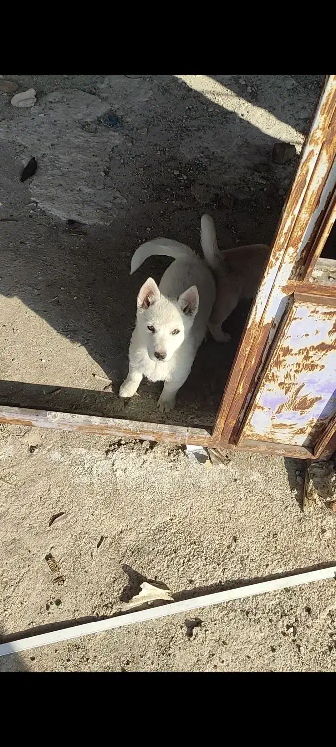 توله پاکوتاه|سگ|بناب, |دیوار