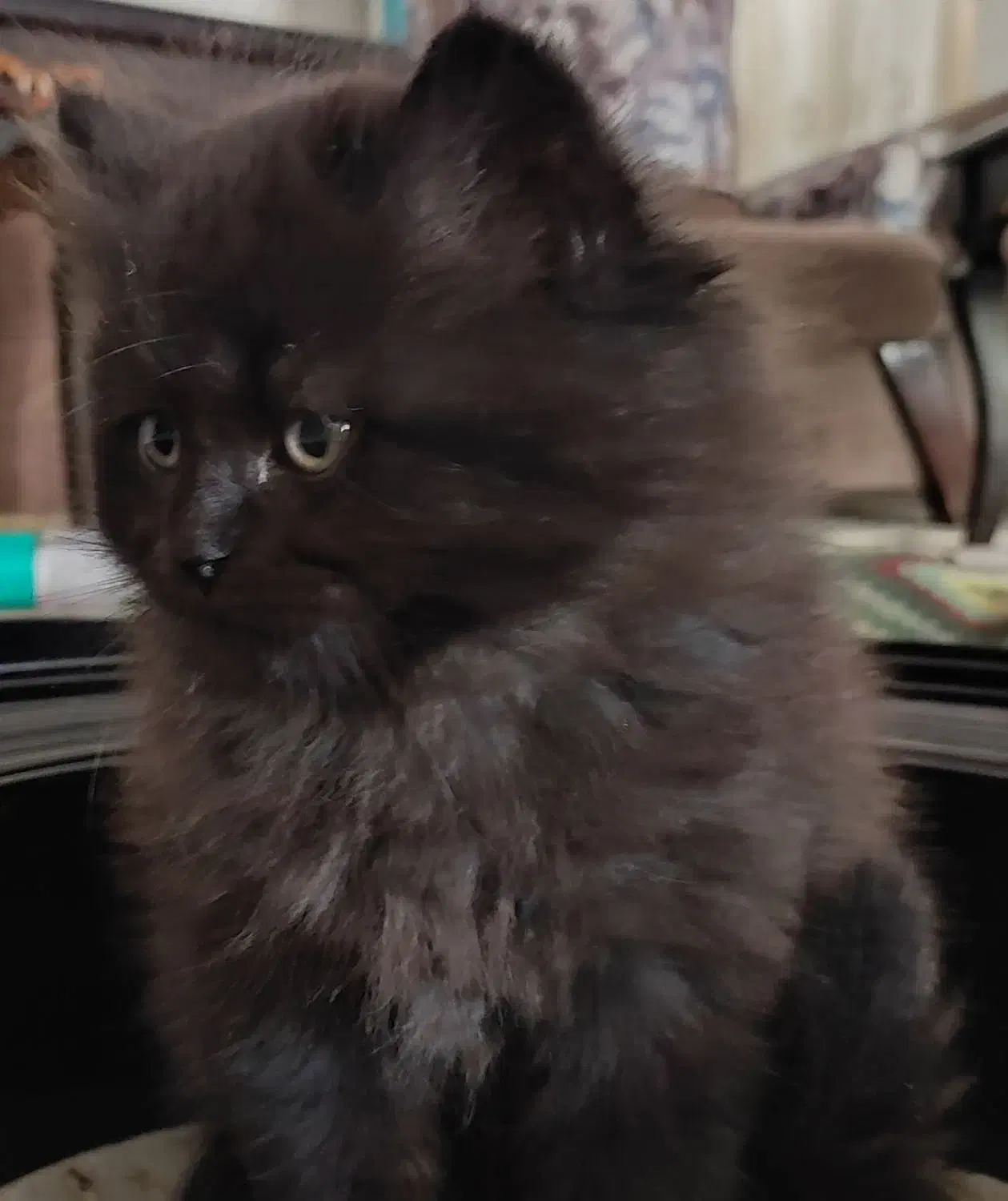 گربه بریتیش سفید و طوسی به فروش میرسد|گربه|بجنورد, |دیوار