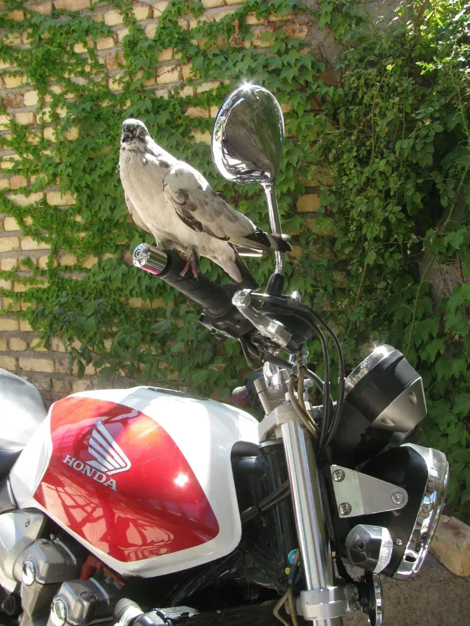 کفتر گمشده|پرنده|جوادآباد, |دیوار