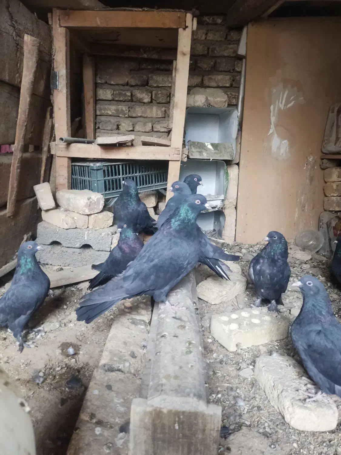 کبوتر سیاه پر درجه یک|پرنده|لاران, |دیوار