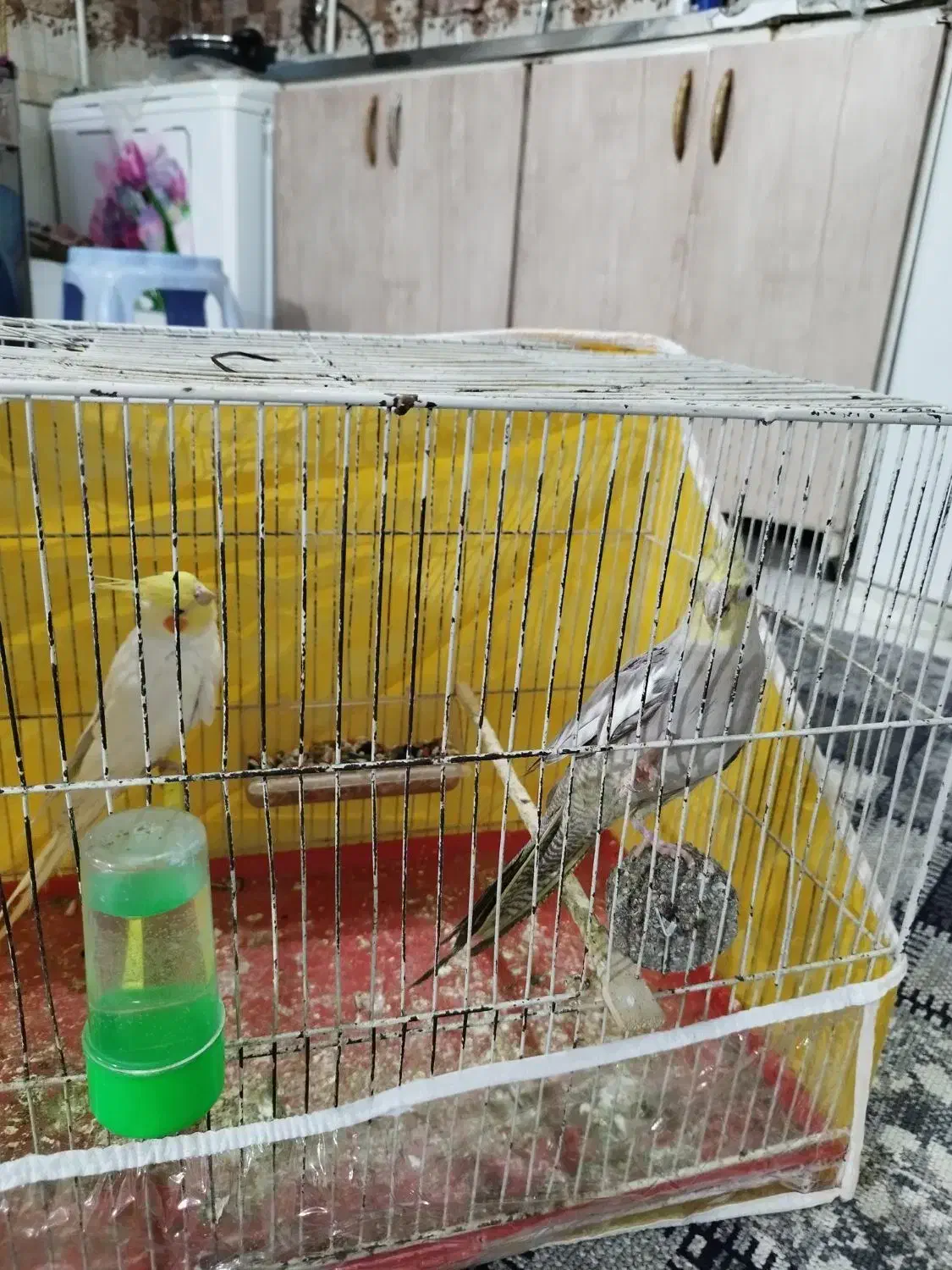 عروس هلندی مرغ عشق فنچ|پرنده|مشهد, همت آباد|دیوار