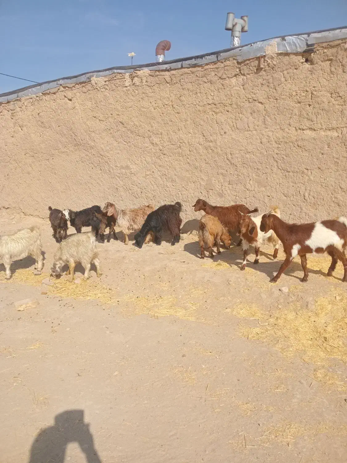 بره ماده|حیوانات مزرعه|همدان, |دیوار