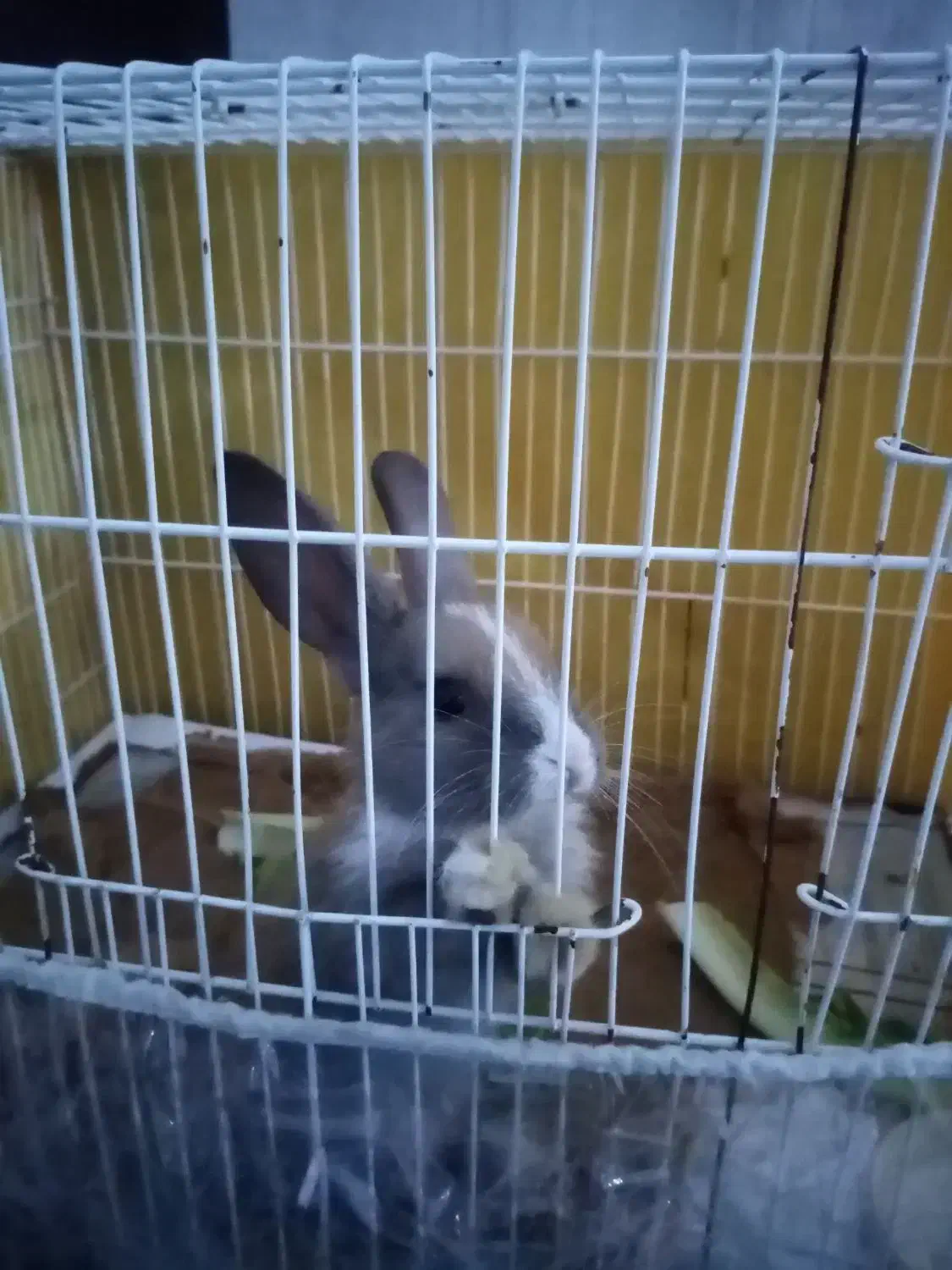 بچه خرگوش خوشگل و زرنگ|موش و خرگوش|سبزوار, قصبه شرقی|دیوار