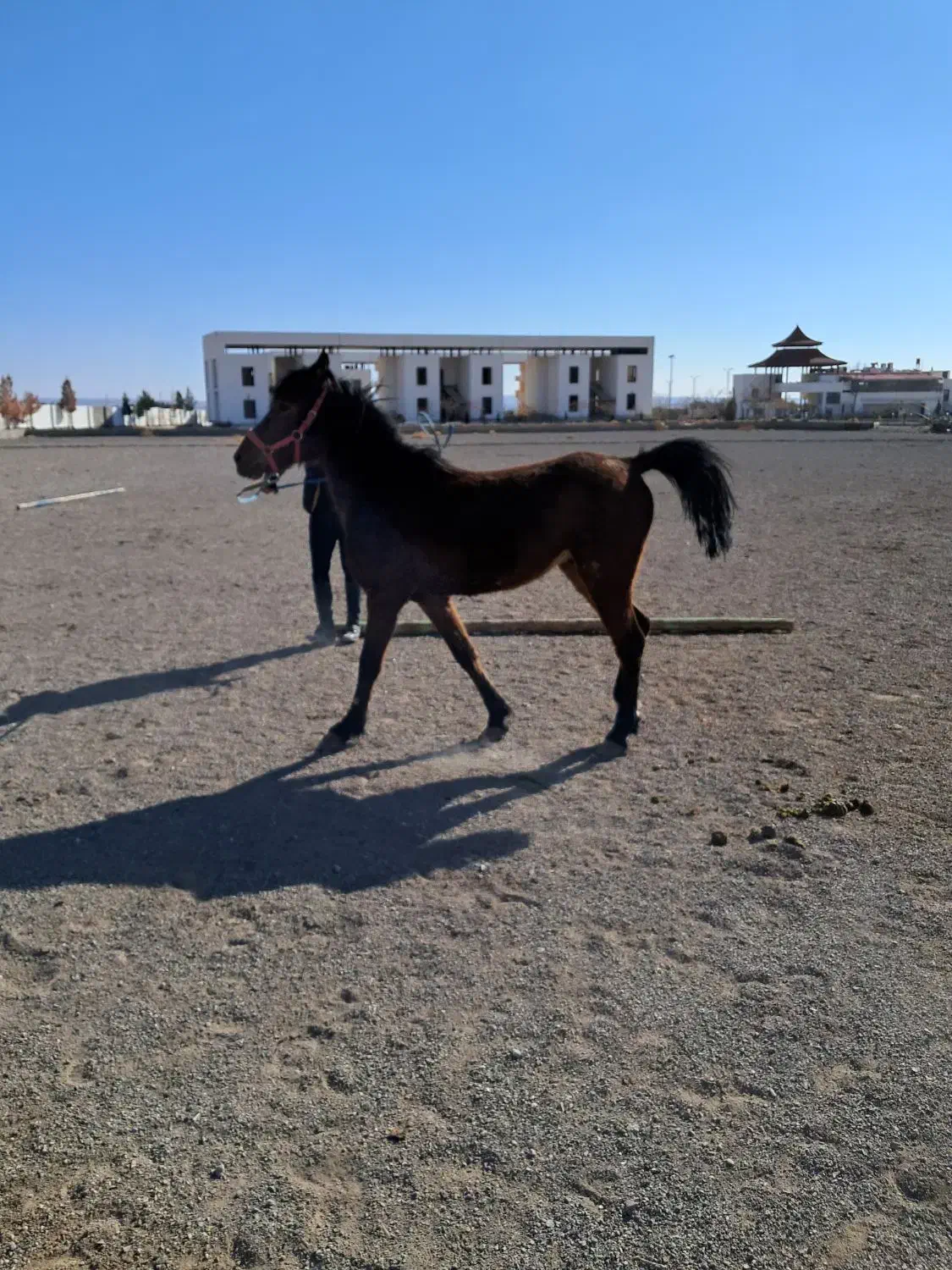 مادیان پونی|اسب و تجهیزات اسب‌سواری|ورامین, ورامین|دیوار