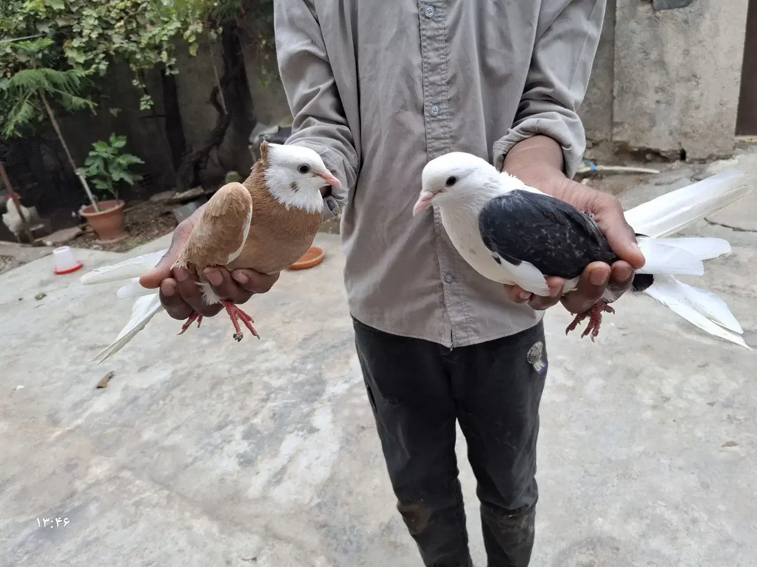 کبوتر دوبال|پرنده|بهارستان, |دیوار