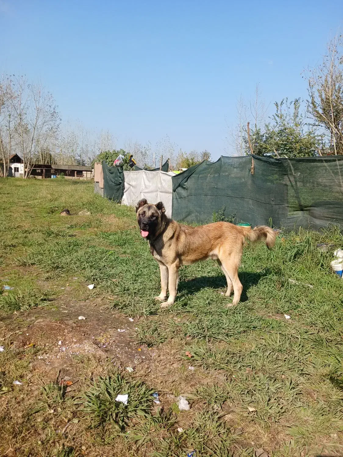 سگ سراب|سگ|رشت, آتشگاه|دیوار