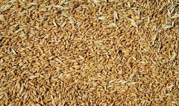 فروش بذر گندم دیم|عمدهفروشی|بروجن, |دیوار