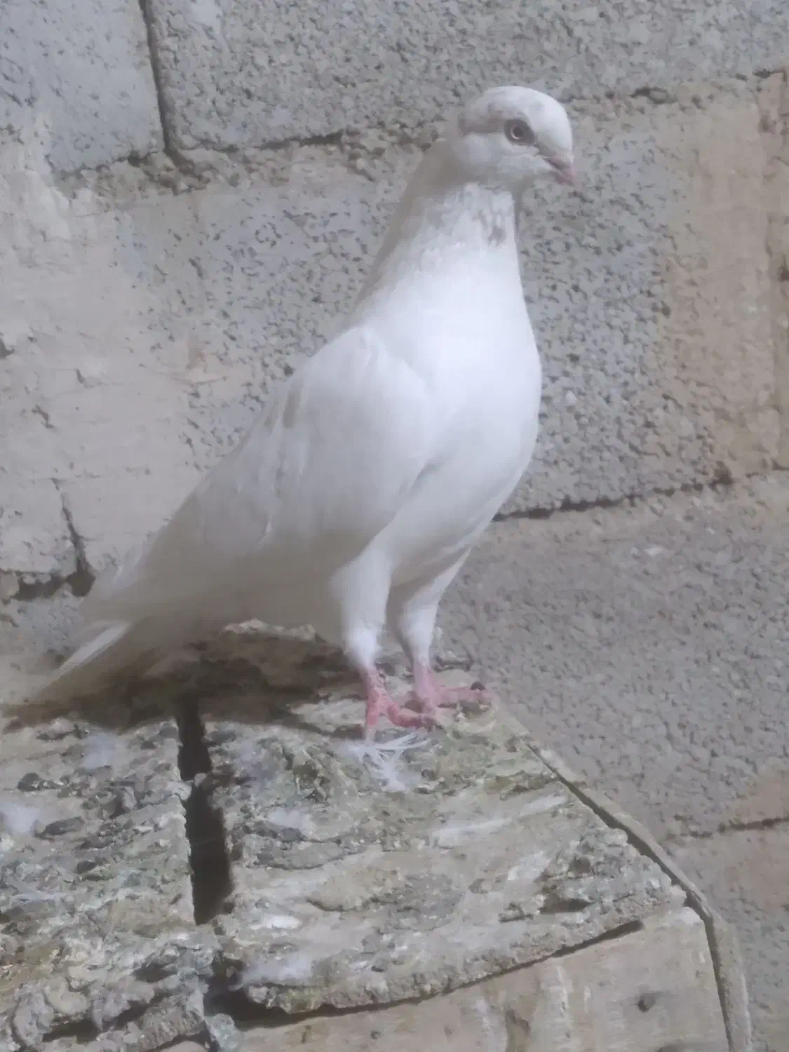 کبوتر نوک ریز|پرنده|رزن, |دیوار