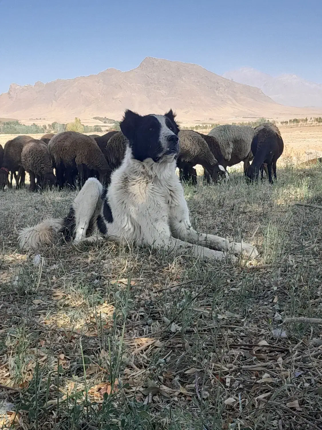 گله ای دهن پاک|سگ|زنده رود, |دیوار