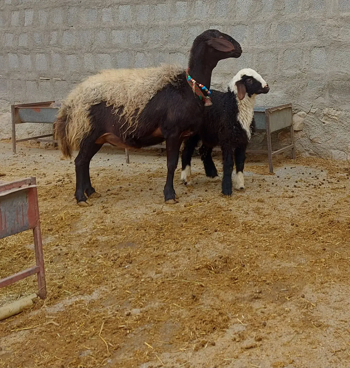 میش بره افشاری|حیوانات مزرعه|کرمانشاه, |دیوار