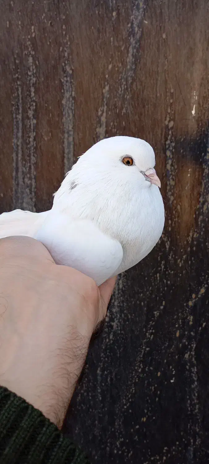 یه جفت ماده تهرانی|پرنده|نجف‌آباد, یزدانشهر|دیوار