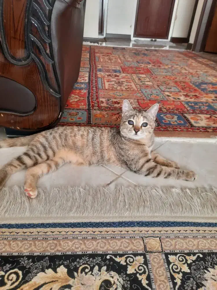 واگذاری گربه|گربه|اصفهان, جلالیه|دیوار