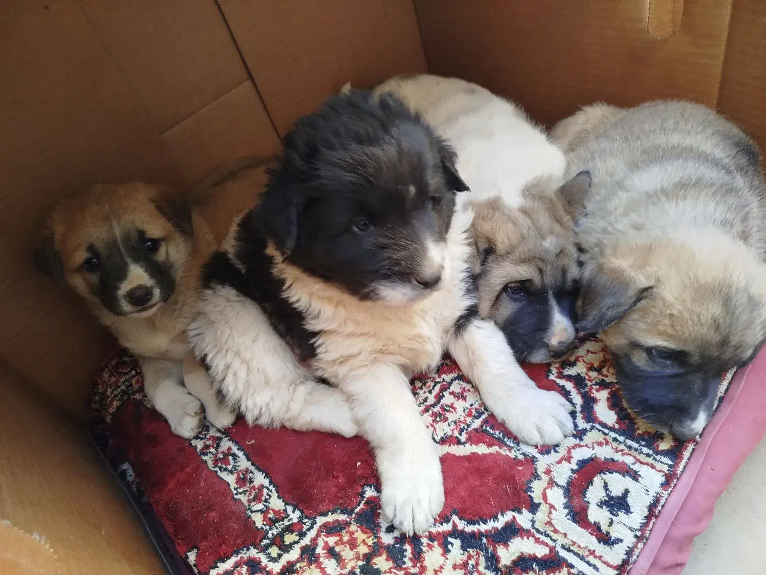 گمشدن 4تا توله 2تا نر 2تا ماده و مادر بومی|سگ|شاهین‌شهر, شهرک گلدیس|دیوار